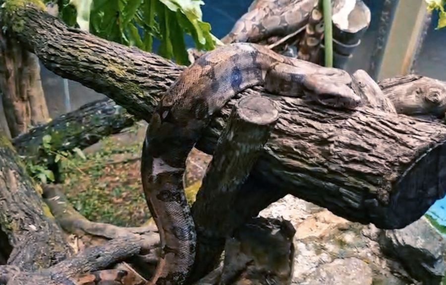 Zoológico de Goiânia ganha duas novas jiboias para exposição