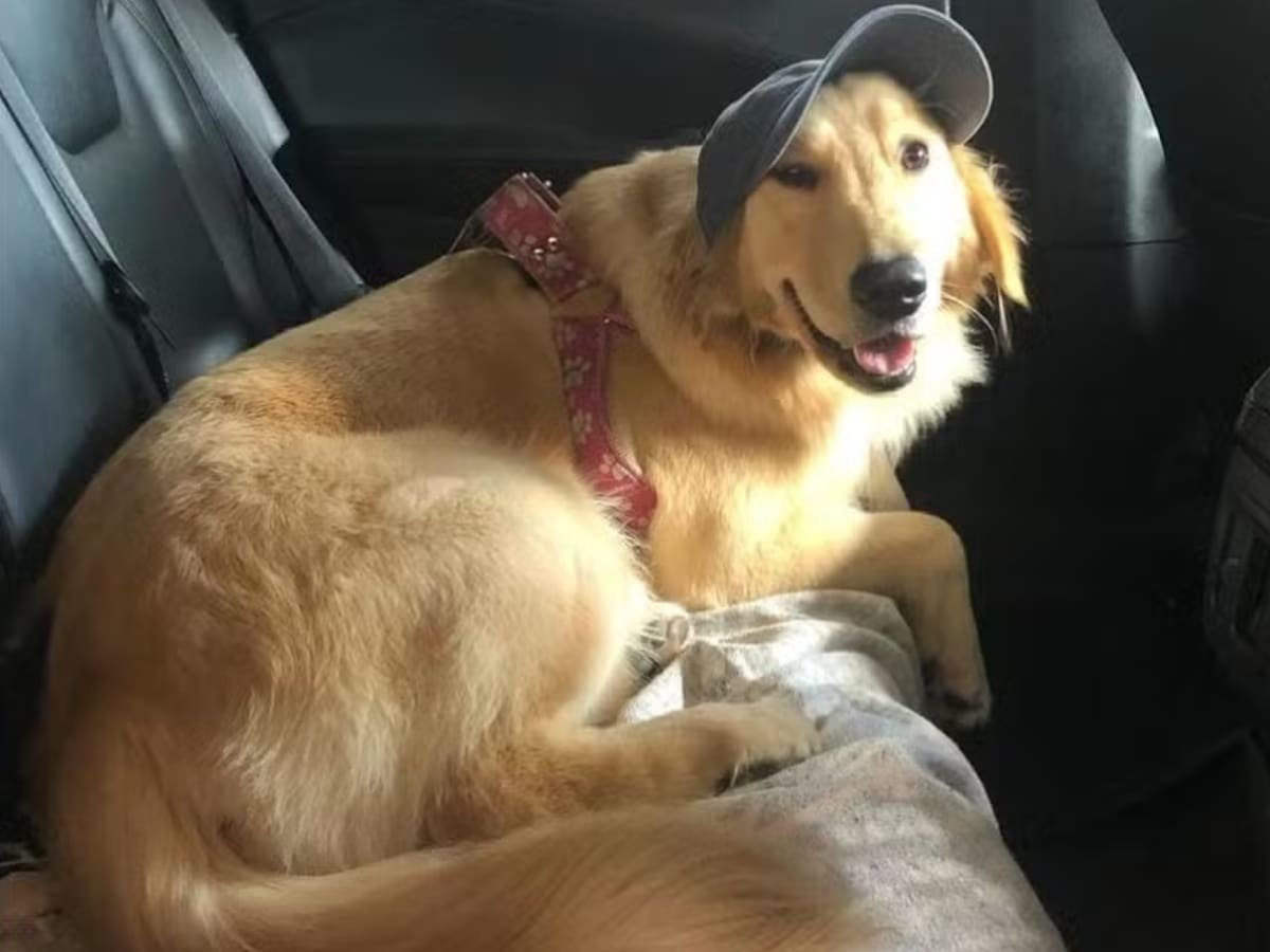 Gaia - Foto: Arquivo Pessoal