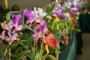 21° Exposição de Orquídeas e Rosas do Deserto acontece na semana da Mulher em Aparecida