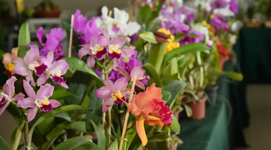 21° Exposição de Orquídeas e Rosas do Deserto acontece na semana da Mulher em Aparecida