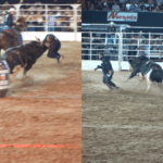 Fotógrafo passa bem após estreia do touro de rodeio mais valioso do Brasil