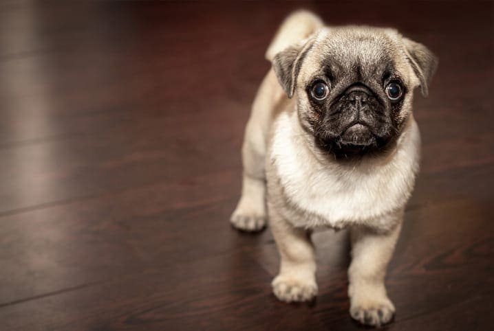 O amor vale ouro: ter um pet pode ser tão valioso quanto um grande salário