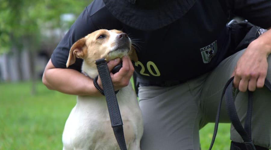 Adote: Polícia Militar promove adoção de cães de rua adestrados