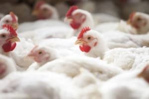 Agrodefesa confirma primeiro caso de gripe aviária em Goiás
