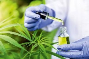 Anvisa aprova cultivo de cannabis por empresas e amplia acesso