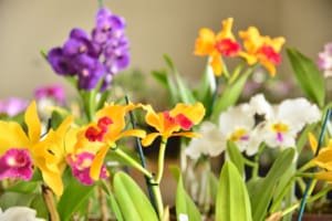 Aparecida celebra Dia das Mães com exposição de orquídeas e rosas do deserto