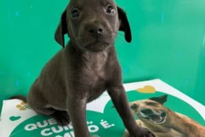Aparecida promove feira de adoção de cães e gatos neste sábado (18)