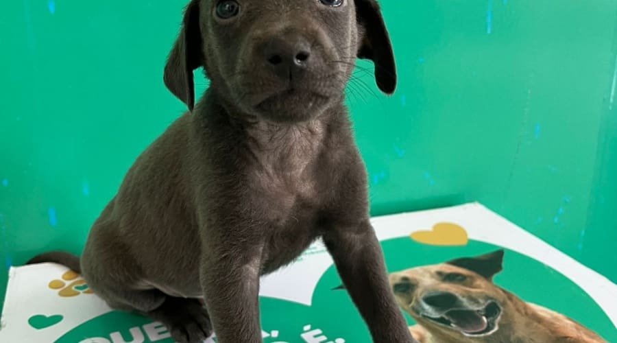 Aparecida promove feira de adoção de cães e gatos neste sábado (18)