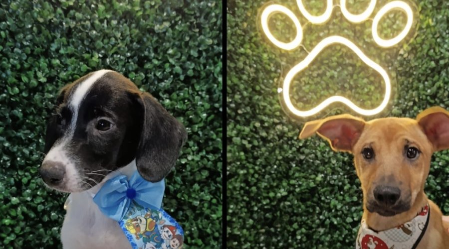 Aparecida promove evento de adoção de animais neste sábado