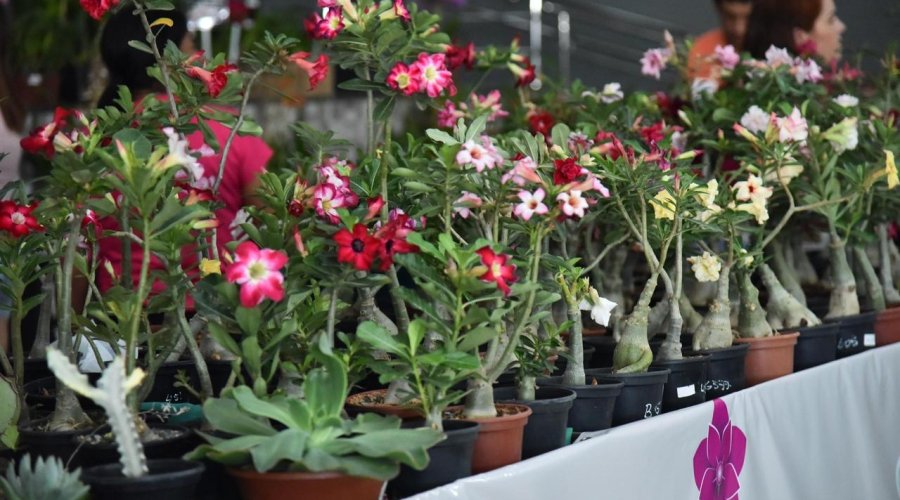 Aparecida recebe Exposição de Orquídeas e Rosas do Deserto sexta (06)