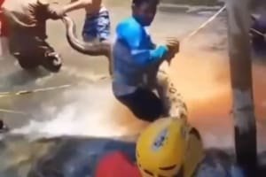 Bombeiros resgatam sucuri de cinco metros em Rio Quente