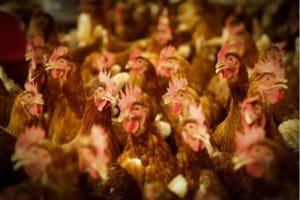 Brasil tem primeiro foco de gripe aviária em granja comercial de galinhas, diz Ministério da Agricultura
