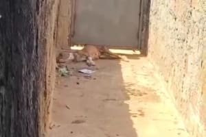 Cachorro é resgatado após denúncia e homem é preso por maus-tratos