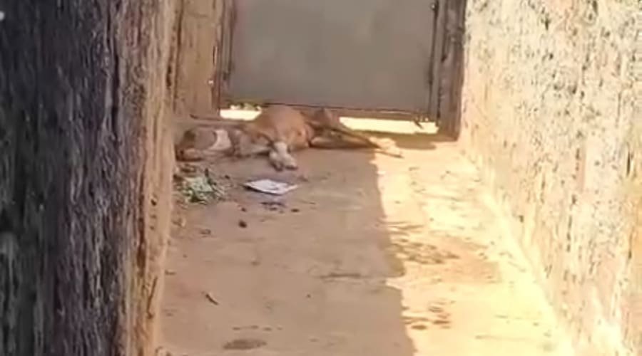 Cachorro é resgatado após denúncia e homem é preso por maus-tratos