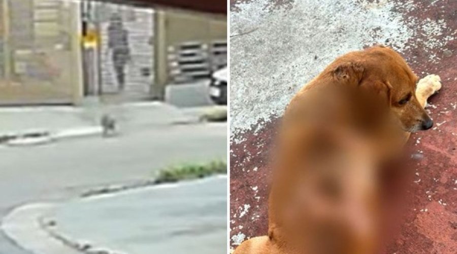 Cão comunitário sofre queimaduras após ataque com óleo quente