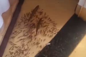 Casal de peixes com filhotes "invade" casa após forte chuva no Mato Grosso