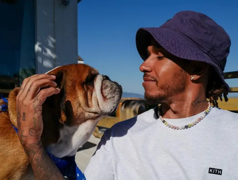 Conheça o doguinho vegano de Lewis Hamilton que é sucesso na internet