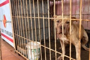 Criança morre após ataque de pit bull em Itumbiara
