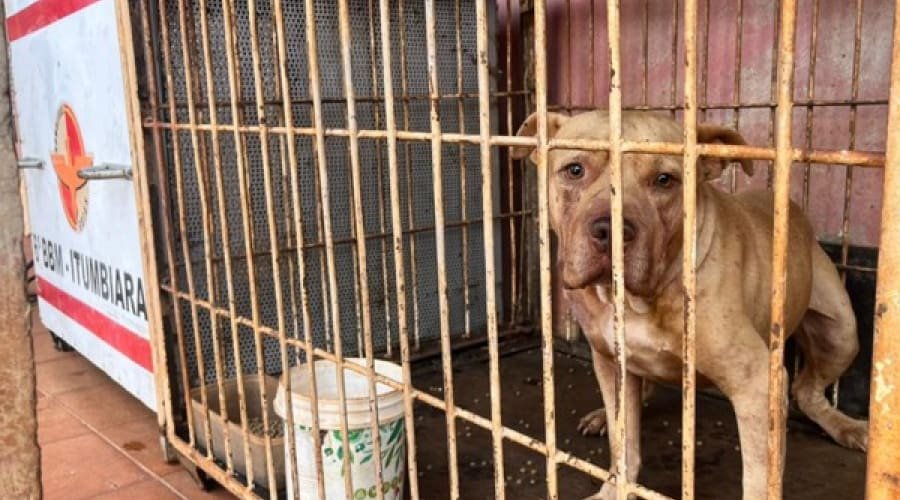Criança morre após ataque de pit bull em Itumbiara