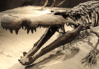 10 m, dentes enormes: fóssil mostra que 'crocodilo do terror' caçava dinos