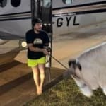 Após ter cães raptados, Nattan dá o troco e sequestra vaca de Henrique e Juliano