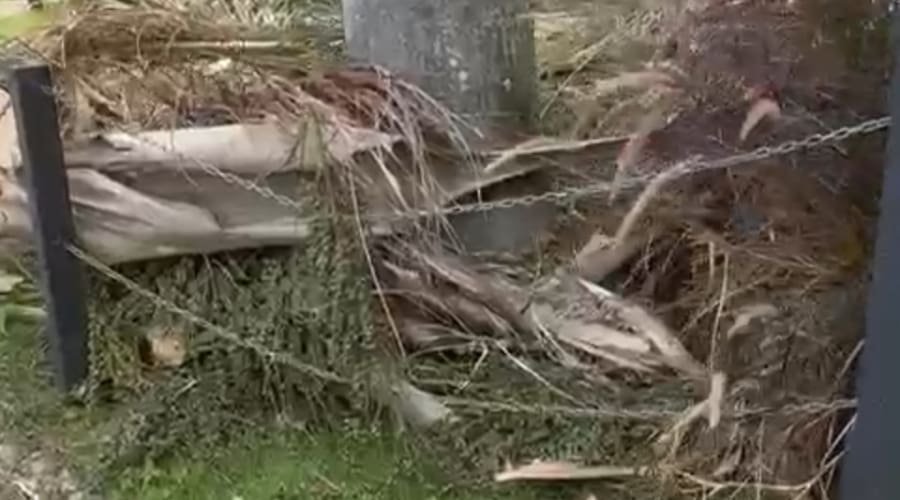 Equatorial é alvo de críticas •por poda de árvores e danos a cercas e jardim