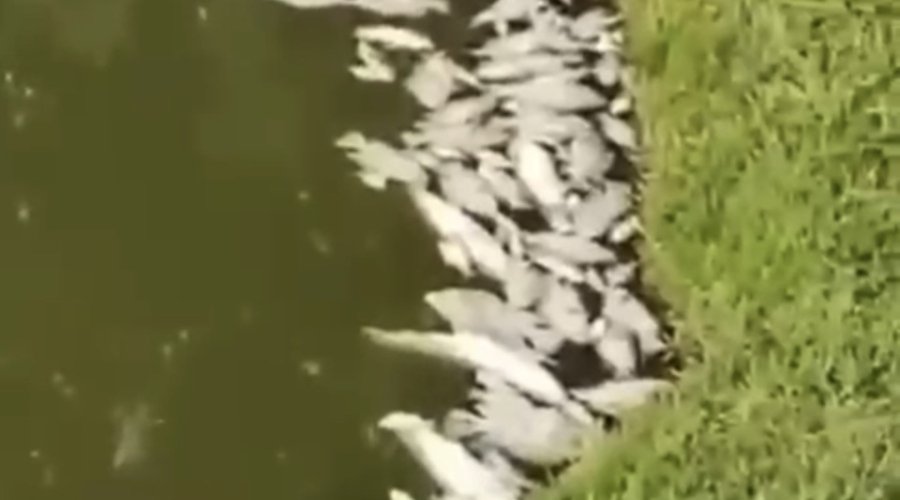 Fazendeiro perde 5 toneladas de peixes em represa