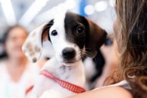 Feira de adoção em Goiânia busca novos lares para cães e gatos neste sábado