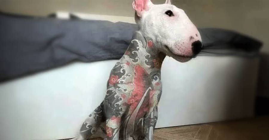 Governo sanciona lei que proíbe tatuagens e piercings em cães e gatos