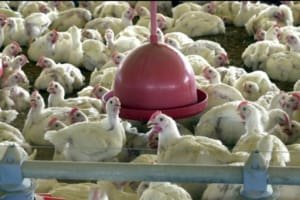 Gripe Aviária: Doença não é transmitida por consumo de ovos e frangos; caso foi registrado no RS