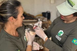 Gripe aviária: Goiás decreta situação de emergência zoossanitária preventiva