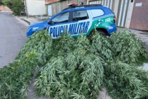 Homem é preso por cultivar maconha no quintal em Aparecida
