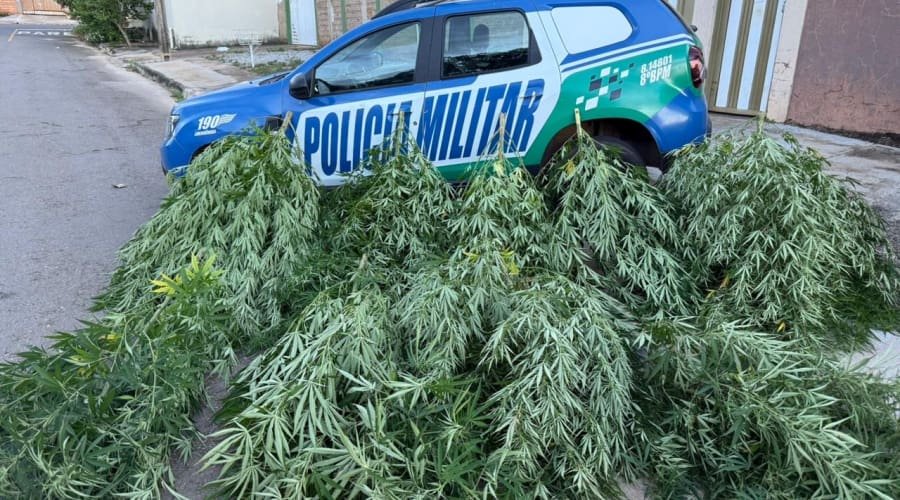 Homem é preso por cultivar maconha no quintal em Aparecida