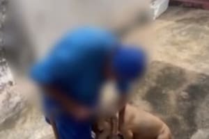 Idosa chora ao reencontrar cadela que tinha sido furtada pelo neto, diz delegado