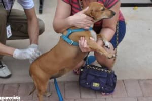 Lei garante medicamentos gratuitos para animais em Goiânia
