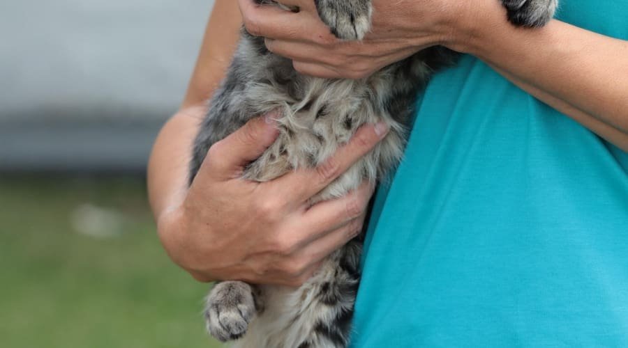 Mutirão de Aparecida terá feira de adoção de animais e triagem para castração de pets neste sábado (28)