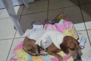 PC indicia suspeita por jogar líquido quente no cão Jhonny