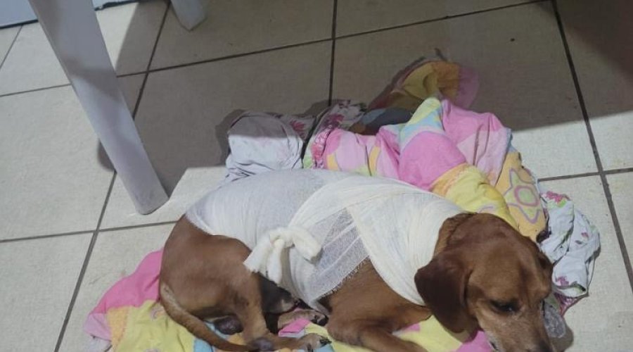 PC indicia suspeita por jogar líquido quente no cão Jhonny