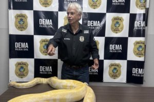 Polícia Civil apreende píton criada sem licença e origem