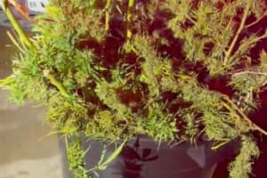 Polícia Militar desmantela laboratório de skunk em Aparecida