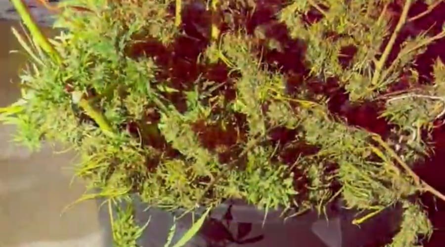 Polícia Militar desmantela laboratório de skunk em Aparecida