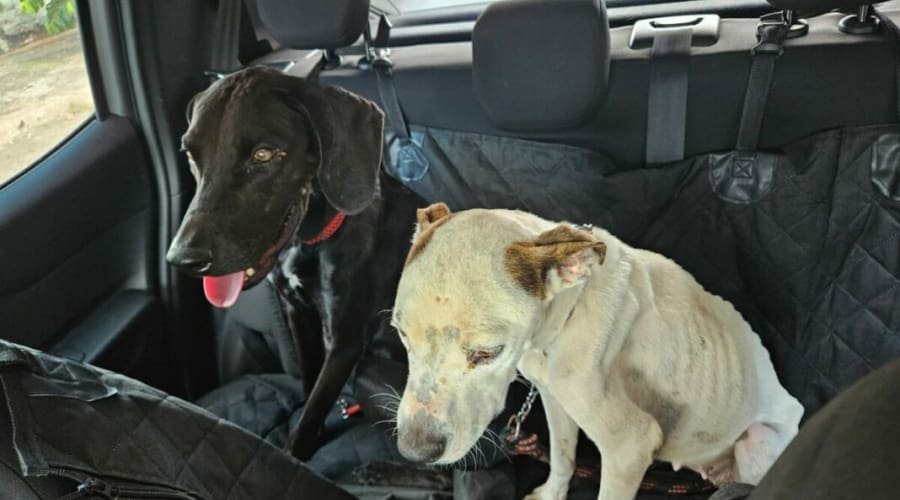 Polícia resgata cães em situação de maus-tratos e prende tutor, em Goiânia