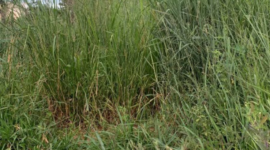 População do Solar Central Park fica indignada com a altura do mato e a falta de roçagem