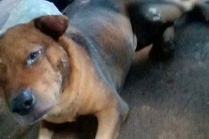Prefeitura de Aparecida autua agressor por maus-tratos