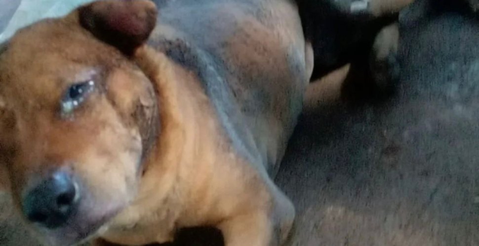 Prefeitura de Aparecida autua agressor por maus-tratos