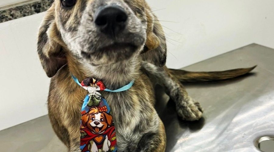 Prefeitura de Aparecida promove 1ª feira de adoção de animais de 2026