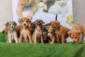Prefeitura de Aparecida realiza nova feira de adoção de cães e gatos neste sábado, 02