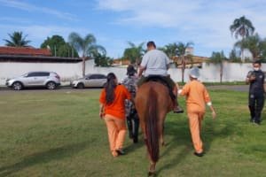 Projeto com cavalos da PM leva humanização e cuidado emocional ao HMAP