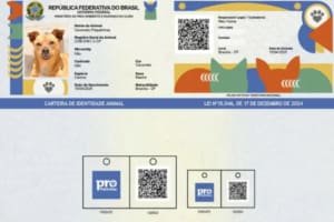 Saiba como funciona o SinPatinhas, novo RG Animal para cães e gatos