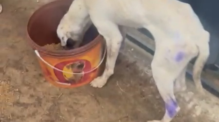 Semma prende homem por maus-tratos a animal em Aparecida